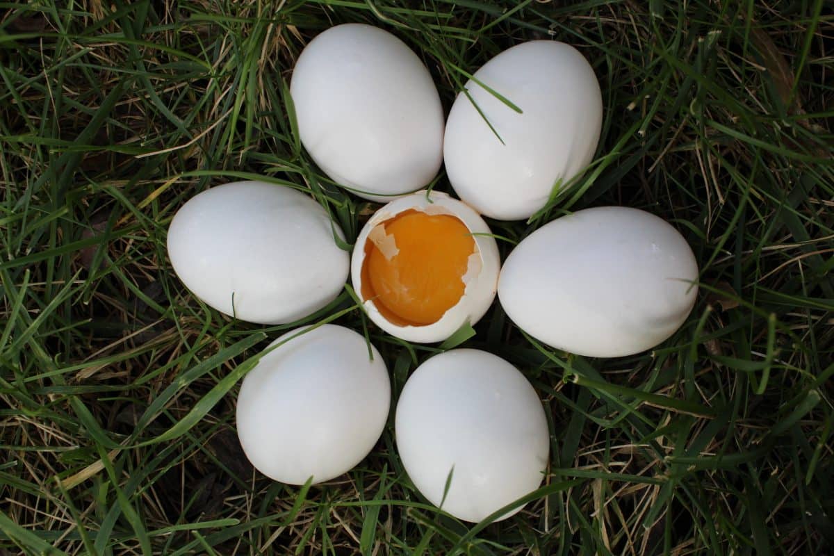 The Best Chicken Egg Incubator