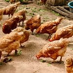 Chicken Coop Design Tips