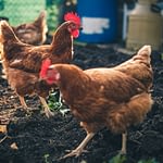 Chicken Coop Ideas and Tips