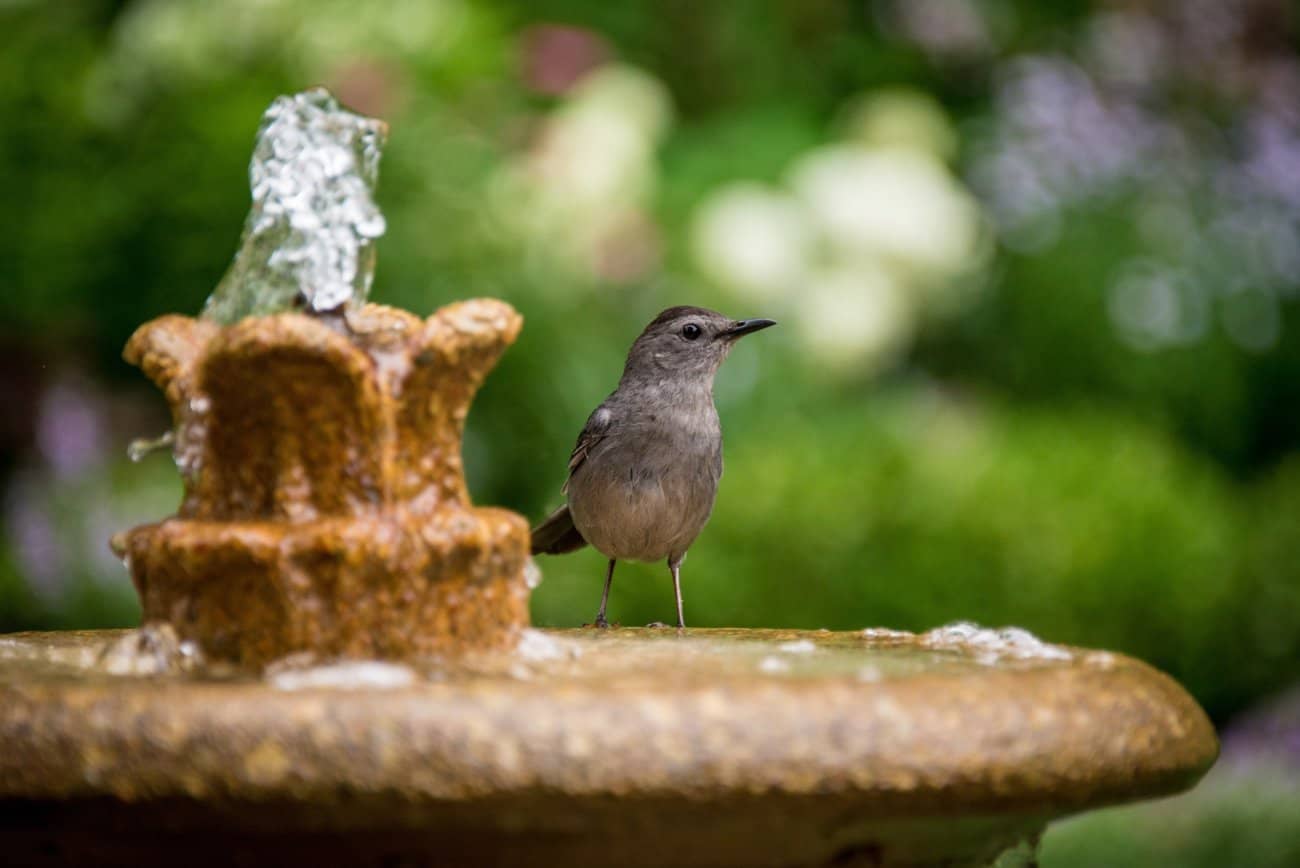 How To Buy Bird Baths Online – Some Tips