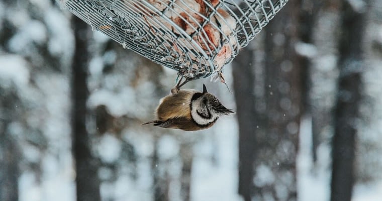Why A Suet Bird Feeder Is A Great Choice For Your Bird Habitat