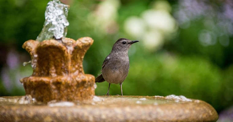 How To Buy Bird Baths Online – Some Tips