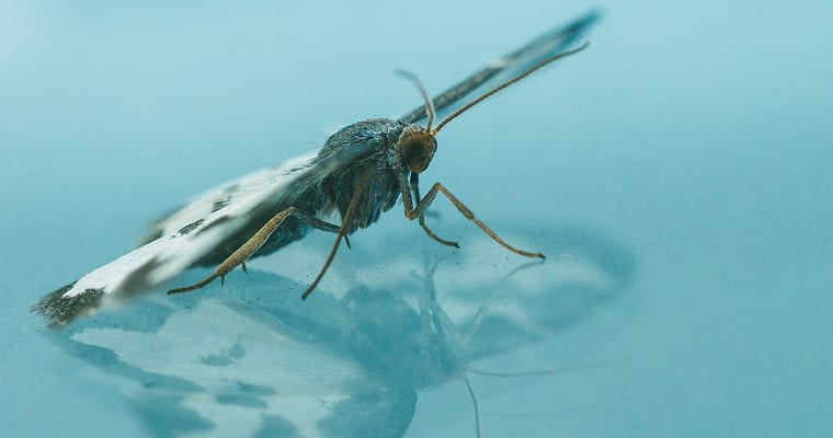 Mosquito Larvae in Water – 5 Tips for Birdbath Owners