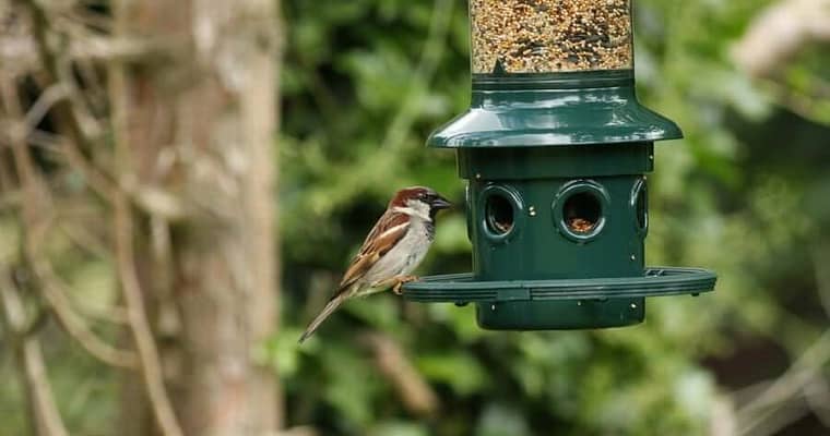 Buy The Best Bird Feeder Pole For Your Bird Habitat